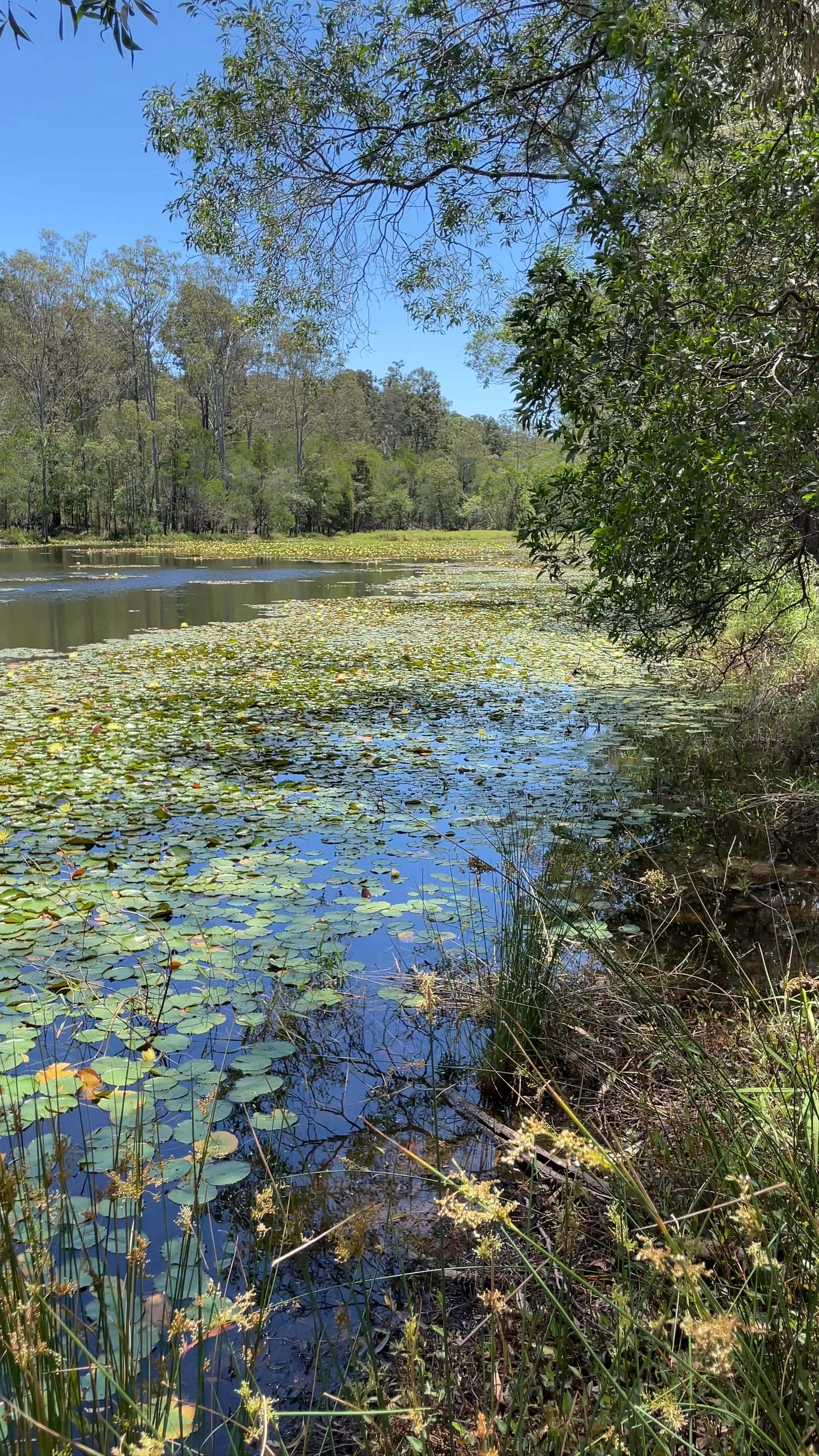 Enoggera Reservoir