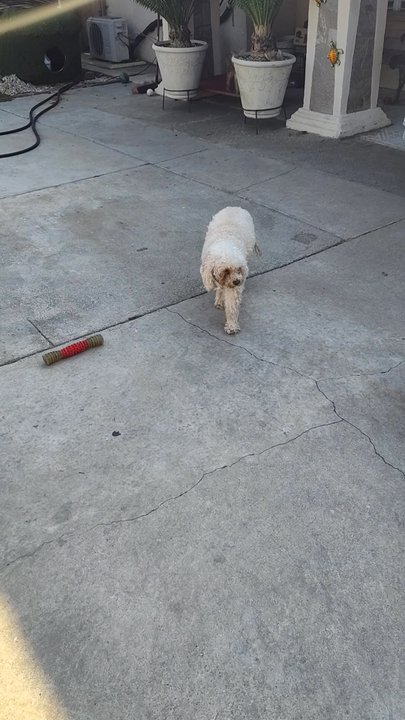 ACCESS Pasadena - Carmelo is not giving up just yet. - Emergency Pet Hospital Near Me - Pasadena, California