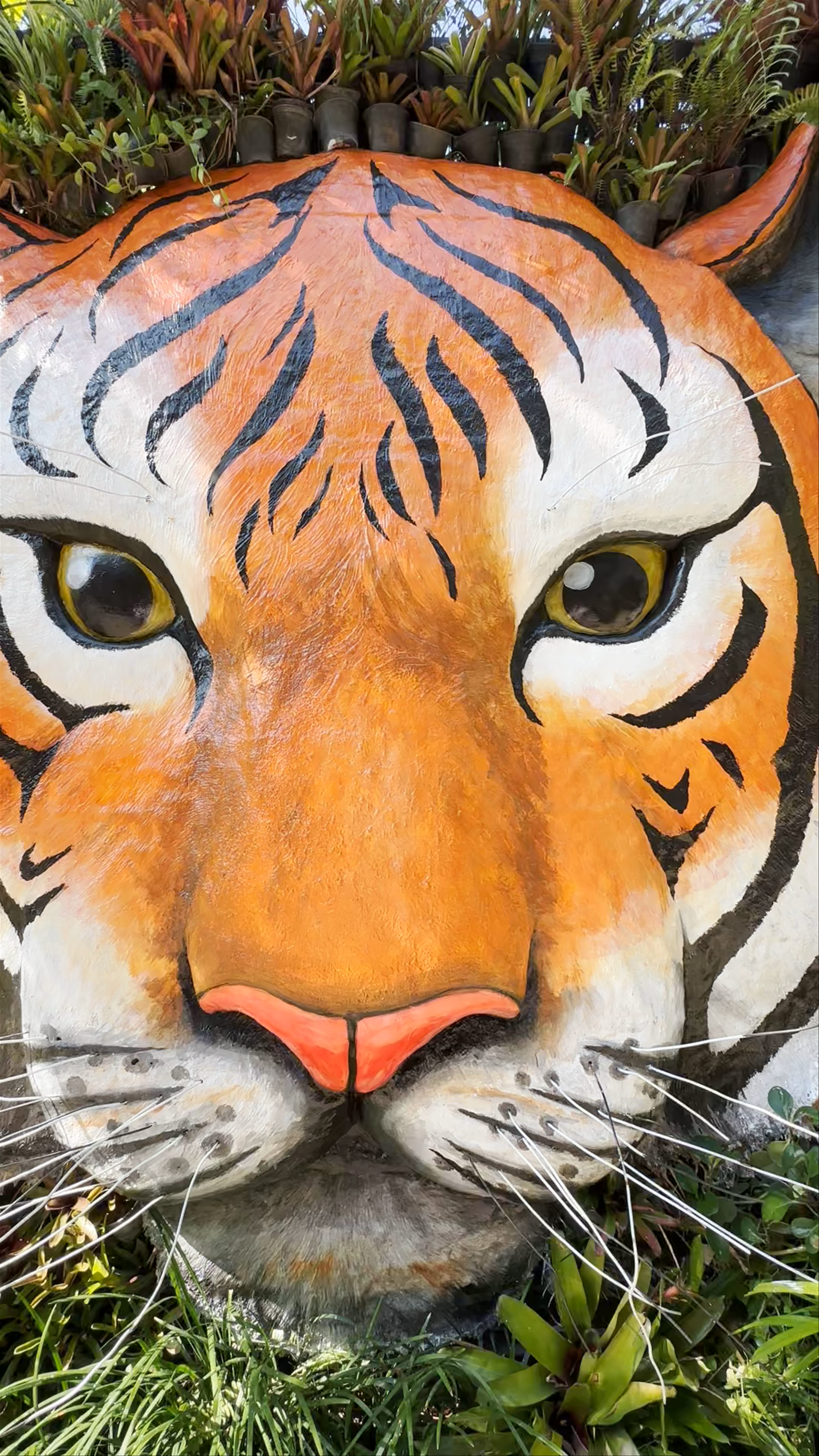 Tiger Kingdom