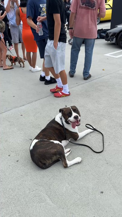 Peak Performance Dog Training - Pet Training Near Me - Ladera Ranch, California