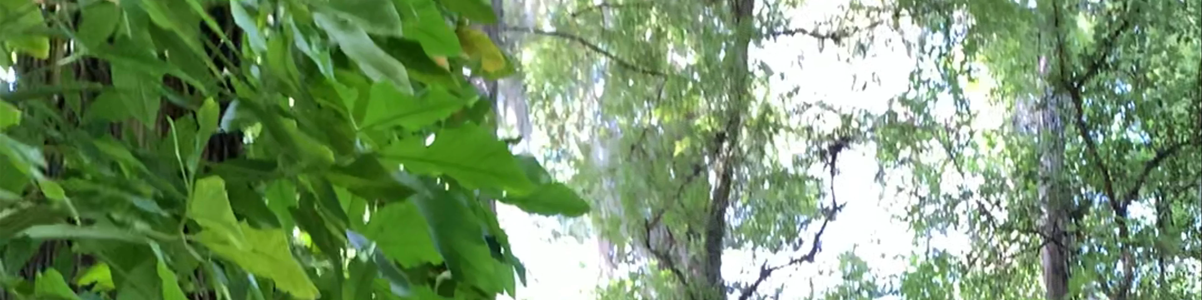Eureka Springs Park