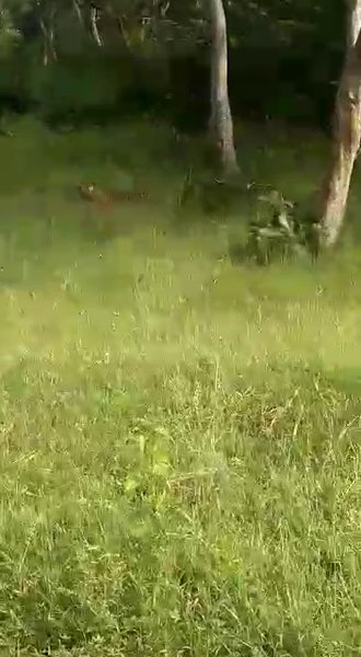 Photo of Mudumalai Tiger rese