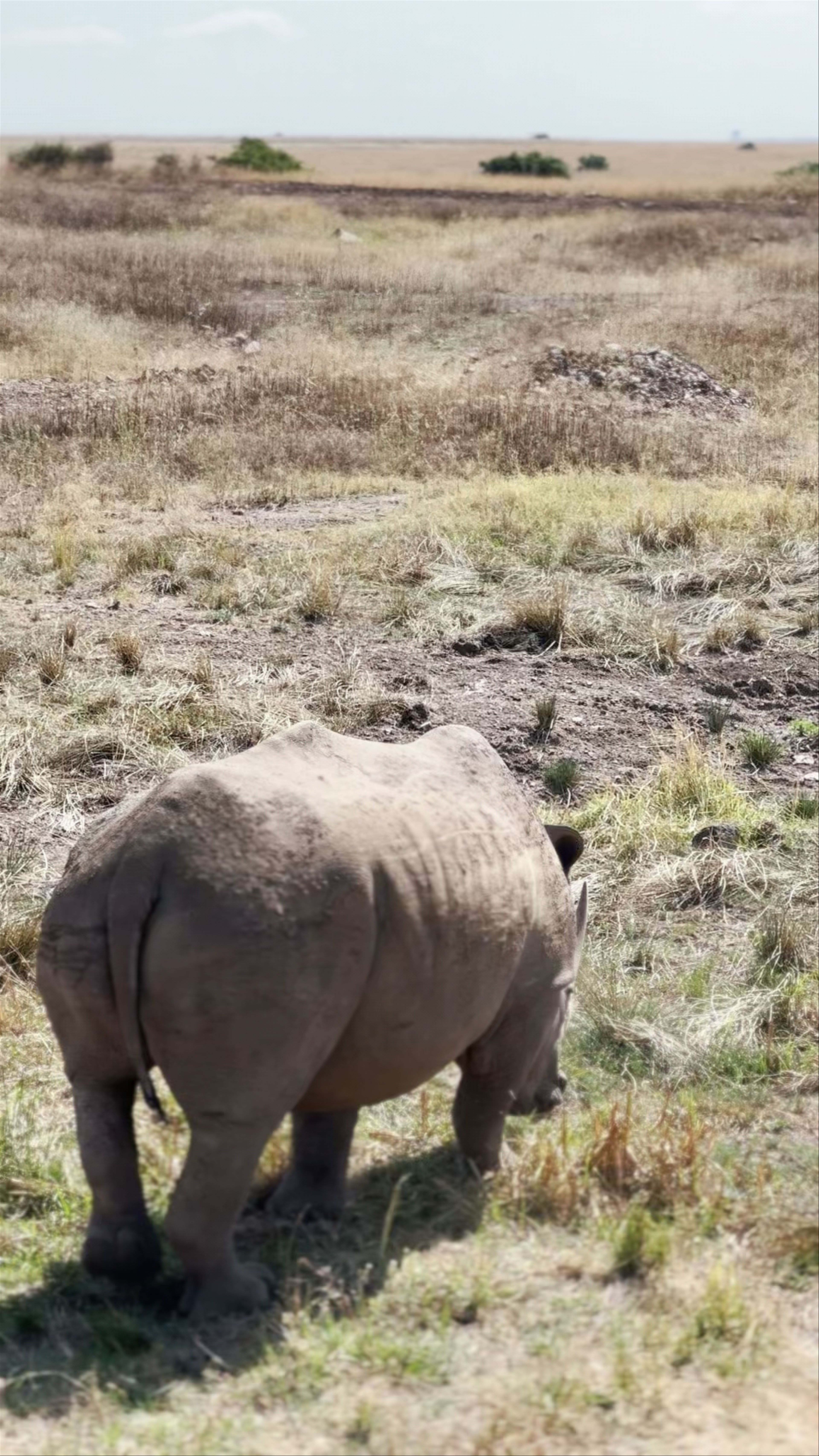 Nairobi National Park