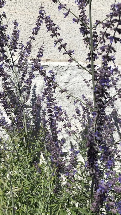 Barbara Bennett Park - Bees - Parks Near Me - Reno, Nevada