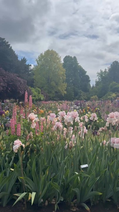 Schreiner's Iris Gardens - garden - Nurseries & Gardening Near Me - Salem, Oregon