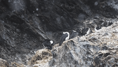 Antarctic shags animated gif