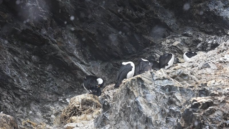 Antarctic shags poster