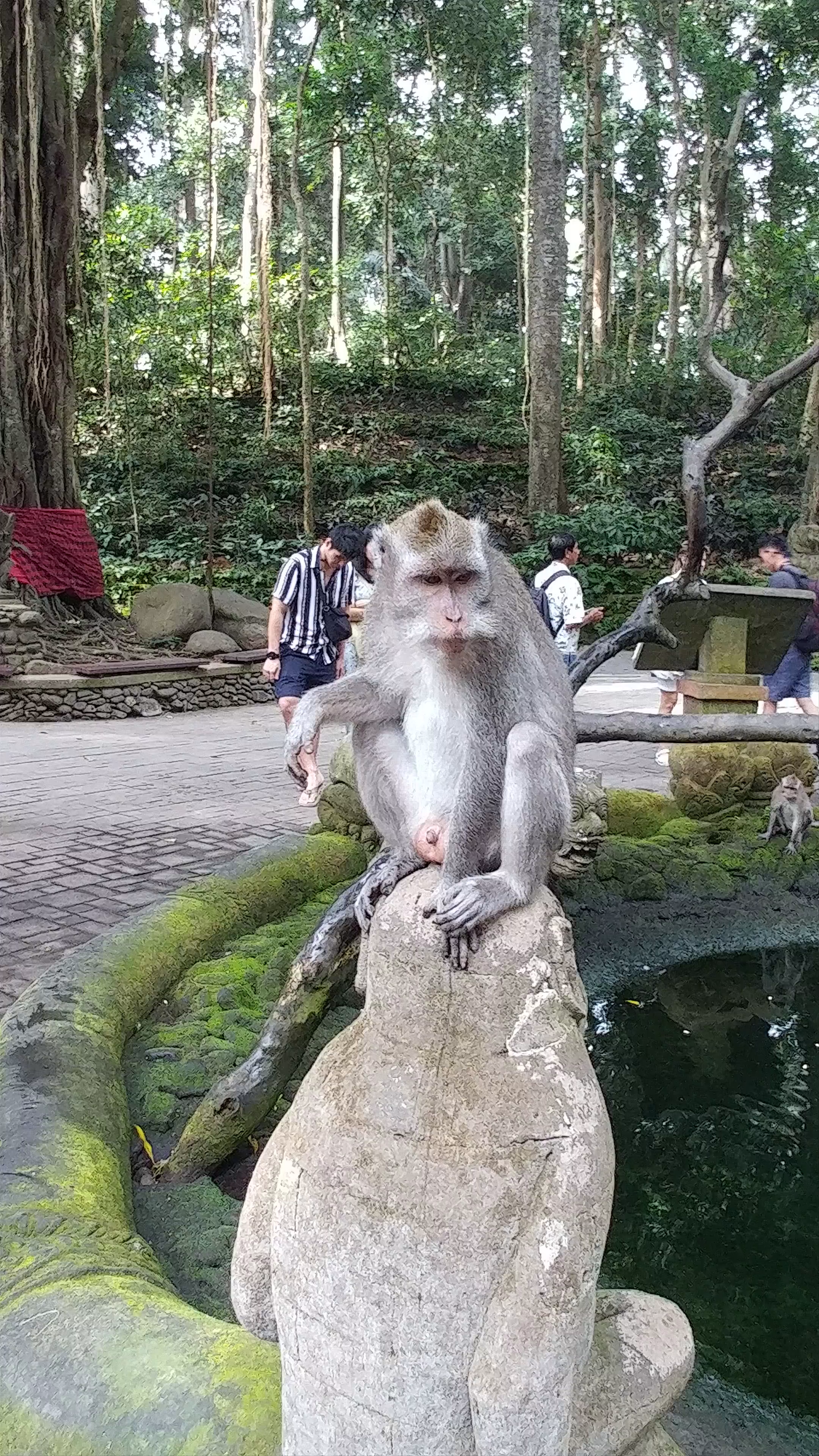 Sacred Monkey Forest Sanctuary