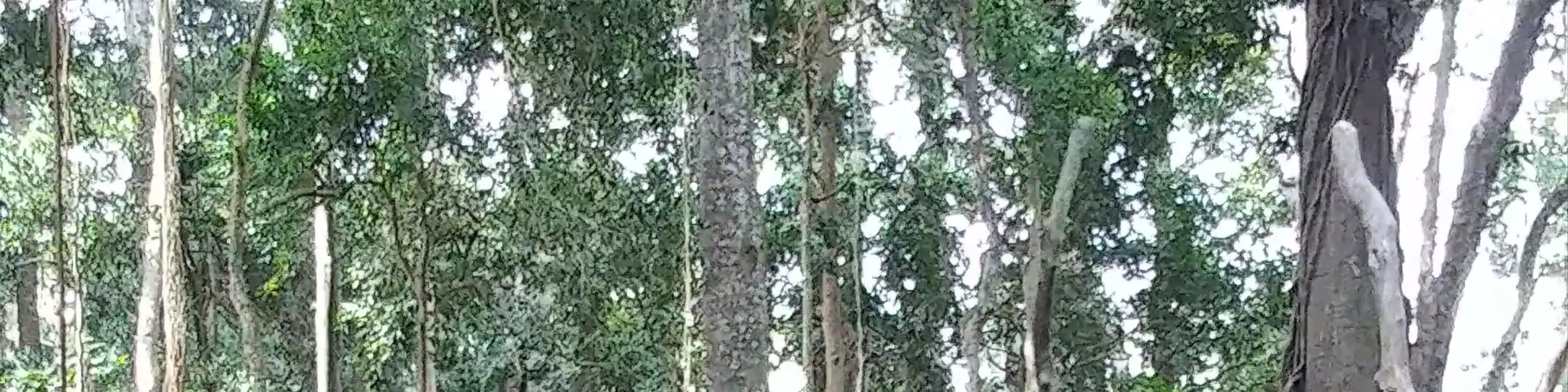 Sacred Monkey Forest Sanctuary