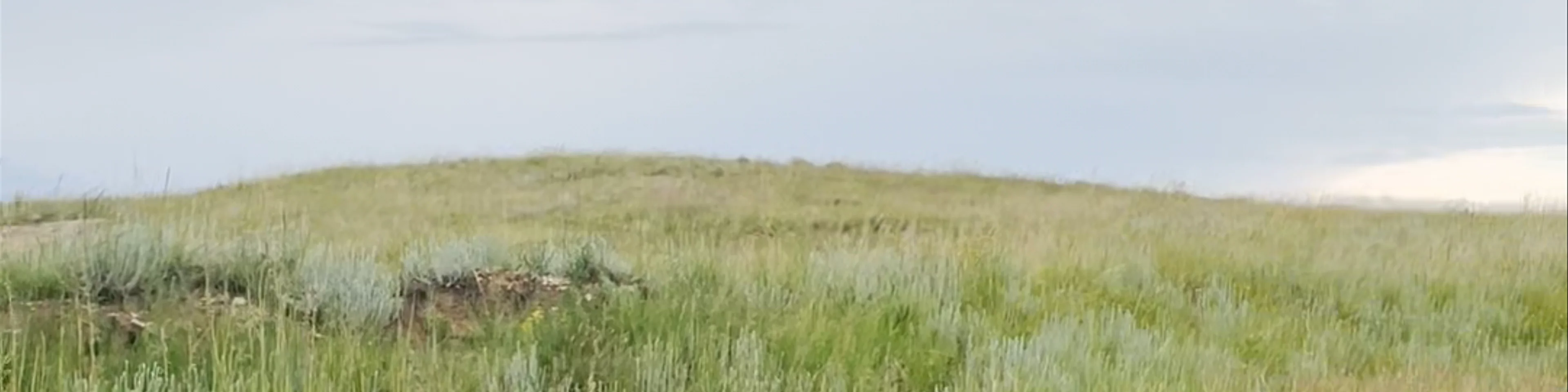 Vulture Hide