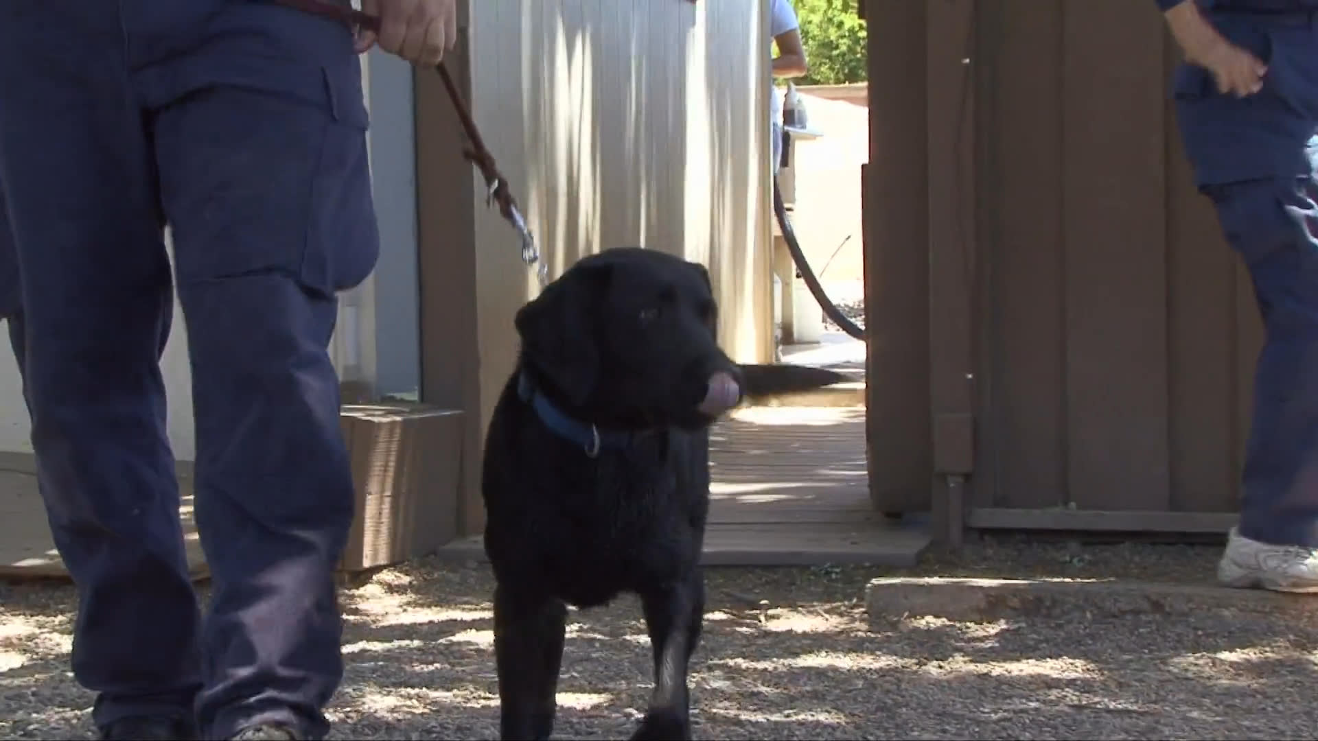 A handler and their labrador retriever participate in a certification ceremony following the completion of specialized search and rescue training. The event includes a grooming session, formal presentation of a certificate, and congratulatory exchanges among participants.