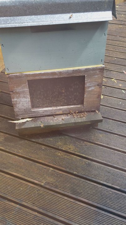 The Honey Centre - Bees!!! - Specialty Food Near Me - Warkworth, AUK