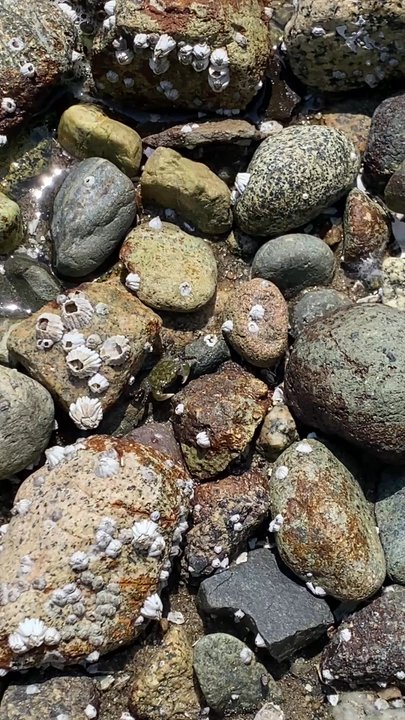 Cates Park - Crabs scuttling - Parks Near Me - North Vancouver, British Columbia