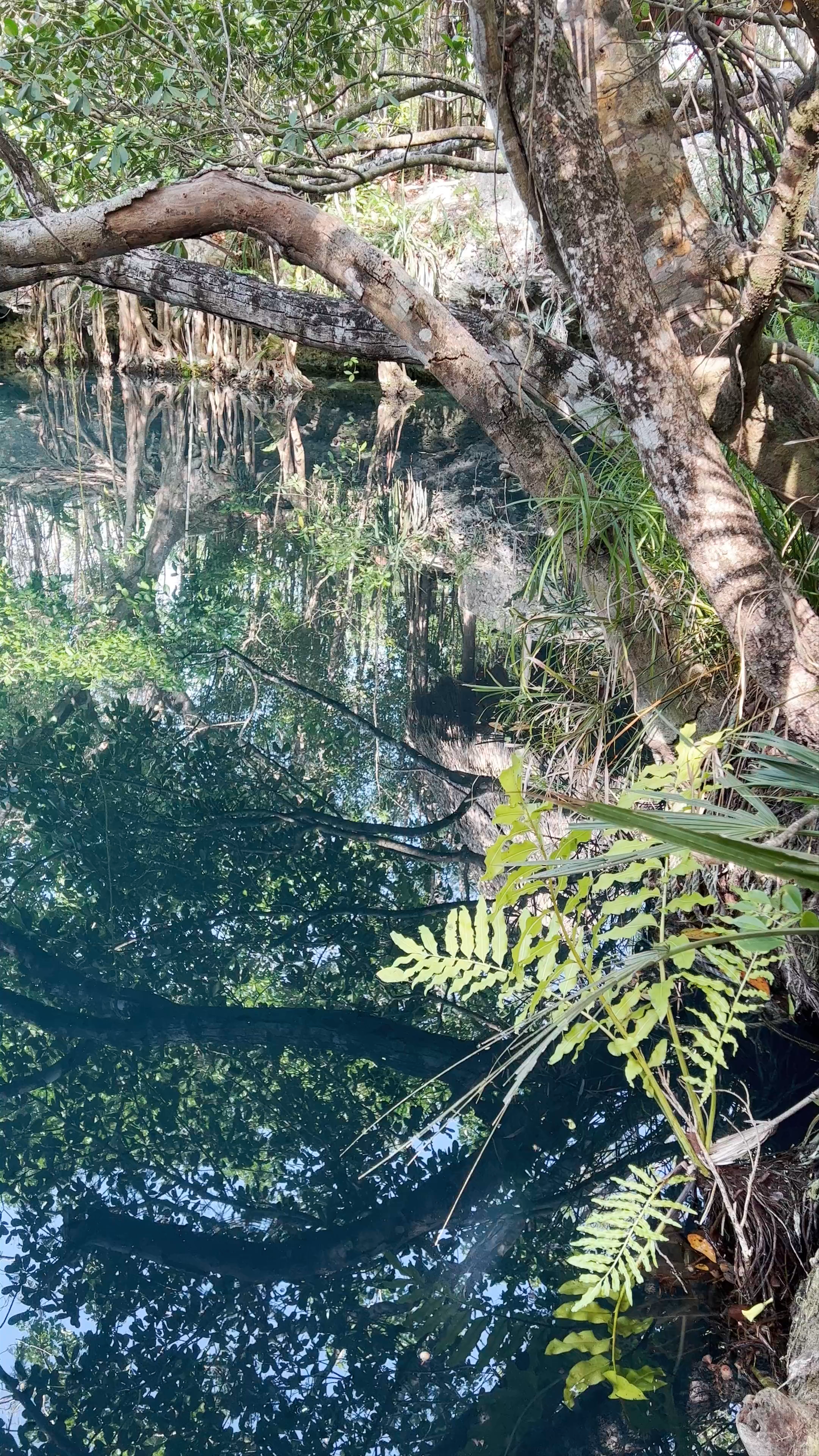 Cenote Angelita
