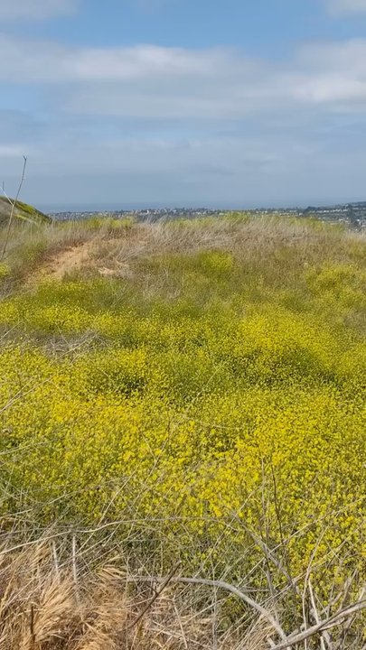 Las Ramblas Trail - Field of yellow (May 2021) - Hiking Near Me - San Juan Capistrano, California
