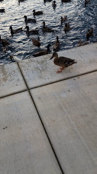 Big Spring Park - Ducks and fish - Parks Near Me - Huntsville, Alabama