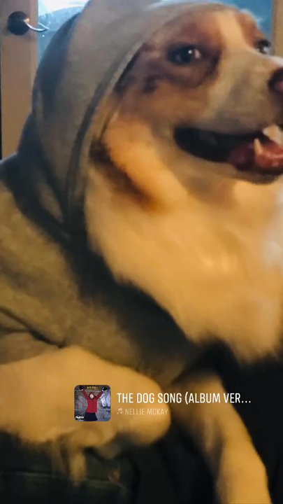 Woofie's - Baby loves her hoodie! - Pet Sitting Near Me