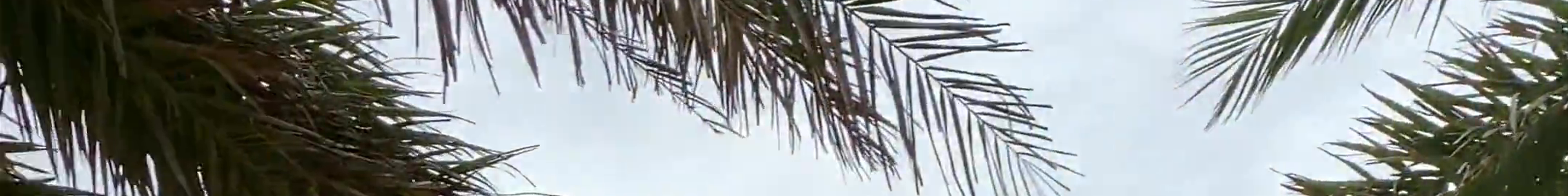 Tours & experiences in Clearwater
