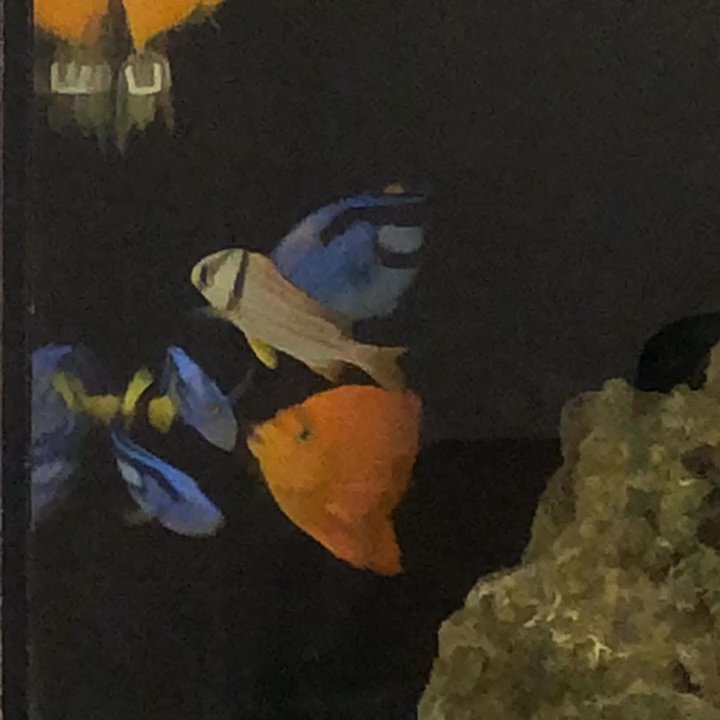 Mike The Fish Guy - Love there oranges - Aquarium Services Near Me