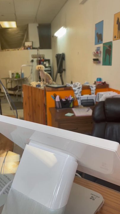 Howlistic Grooming - Dog being left alone while tied to grooming table - Pet Groomers Near Me - Chicago, Illinois