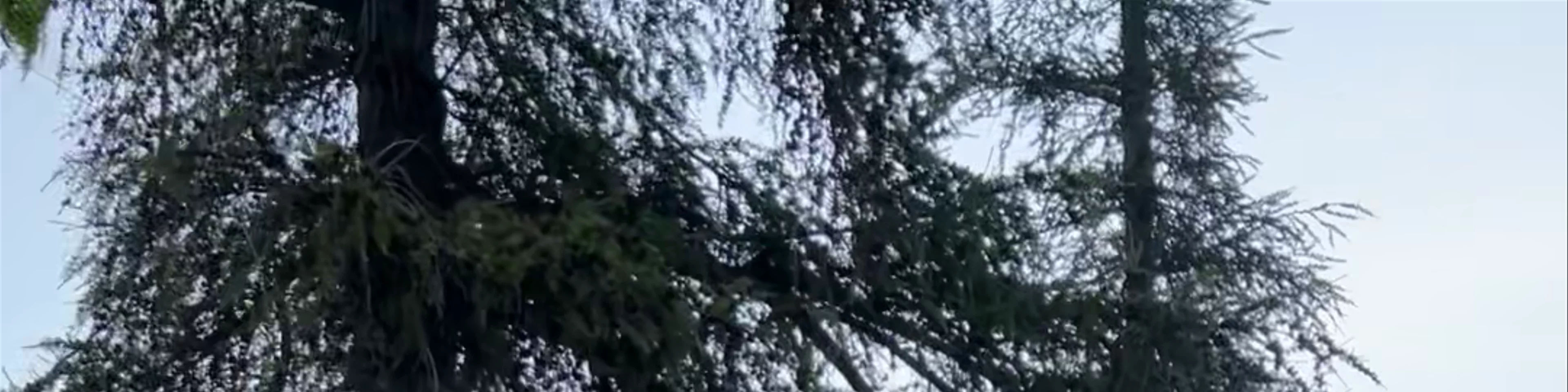 Fiè allo Sciliar