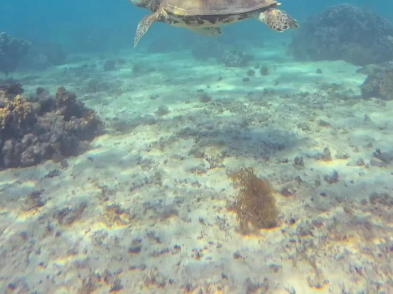 Skywatch - woman’s free diving