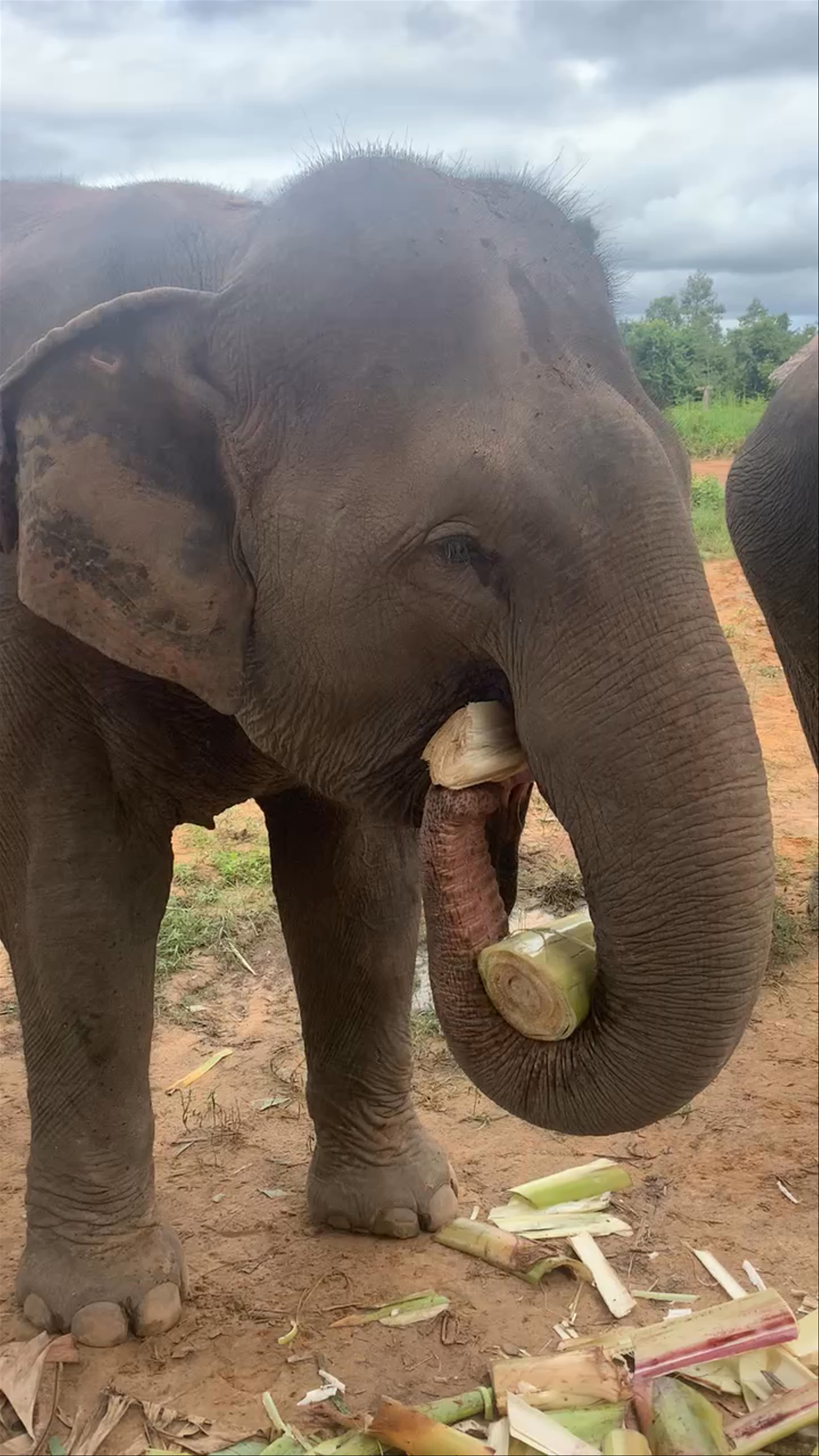 Cambodia Elephant Sanctuary Siemreap Cambodia