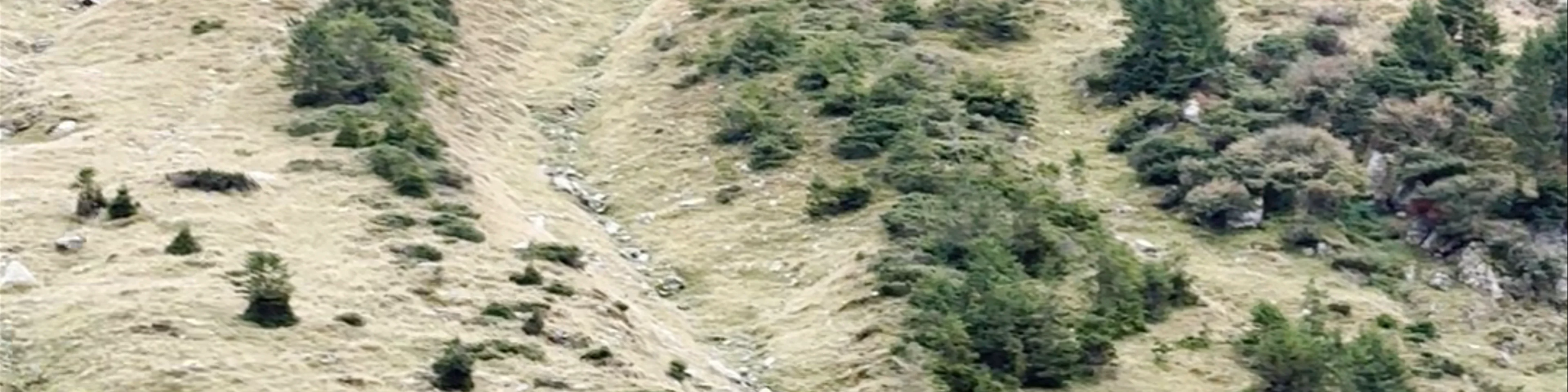 Magarusii prietenosi de pe Transfagarasan