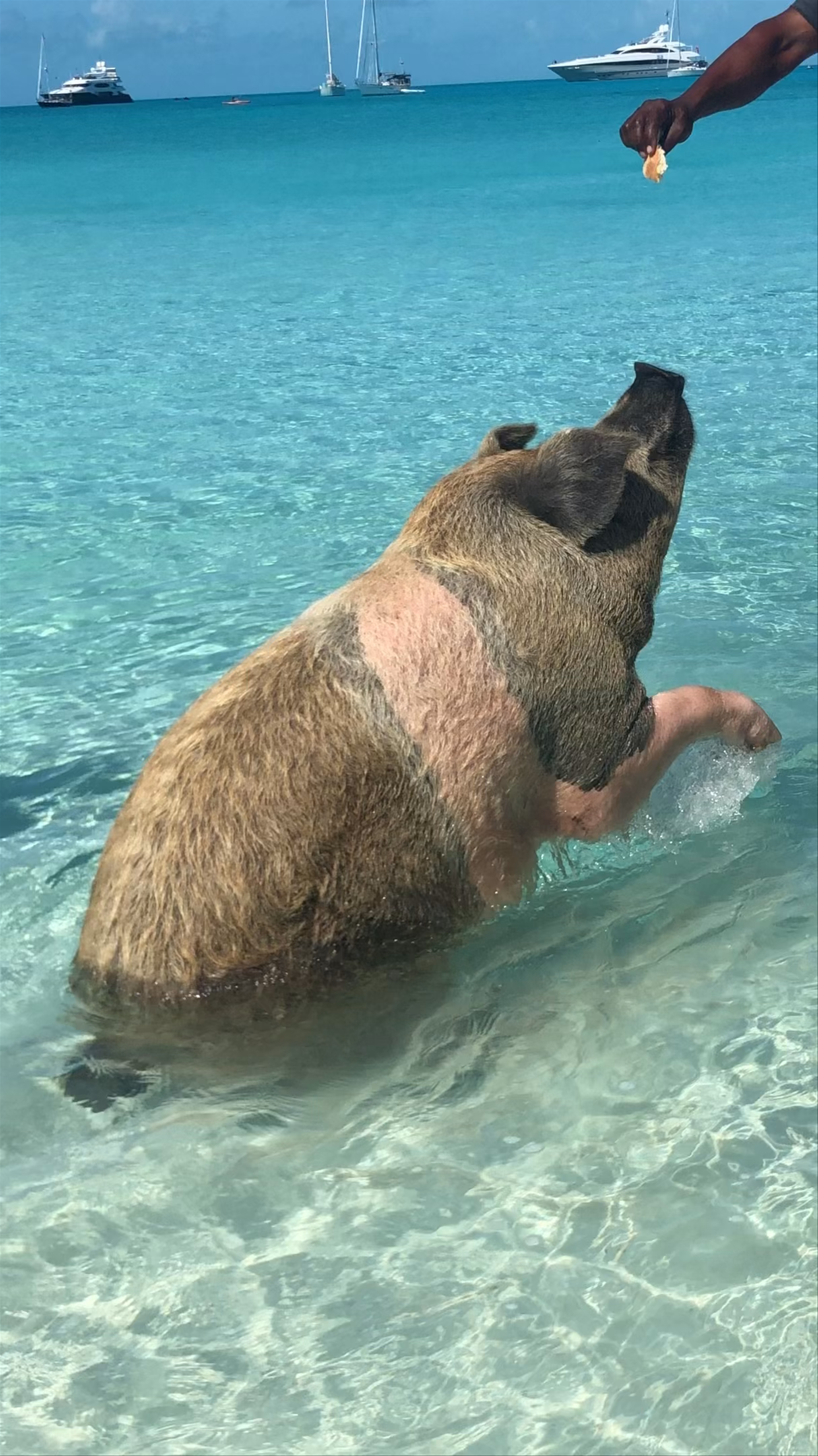 Pig Beach