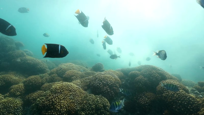 King Angelfish at a Coral Reef poster