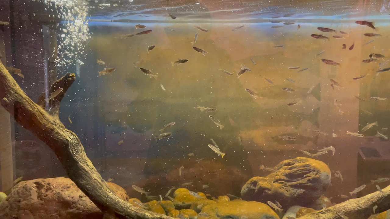 Dungeness River Nature Center - Seasonal Salmon fry exhibit - Parks Near Me - Sequim, Washington