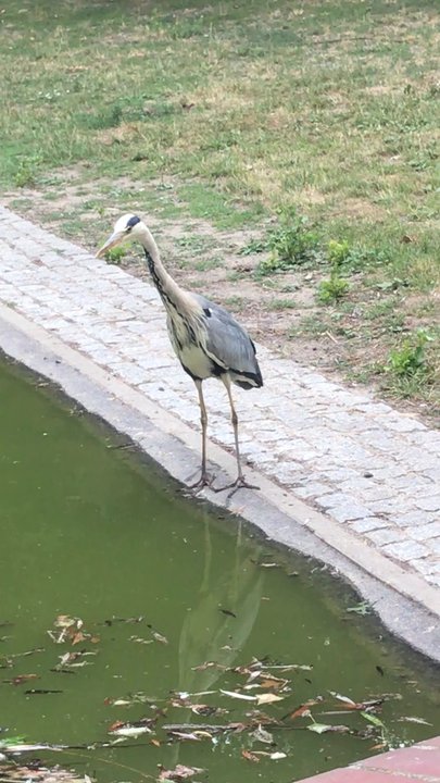 Lauenburger Platz - Reiher. - Parks Near Me - Berlin, BE