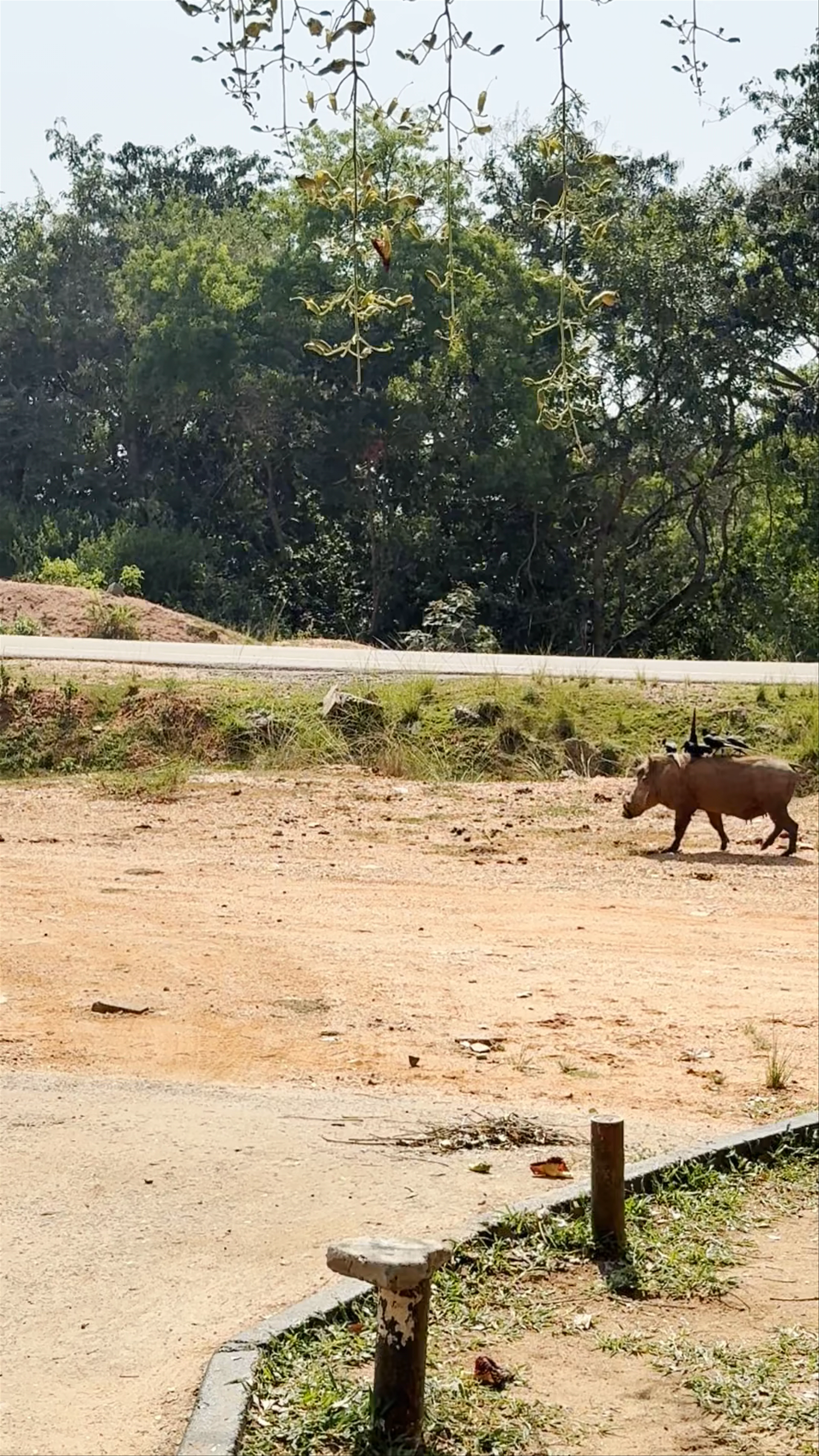 Fuel Stop, Paraa, Uganda