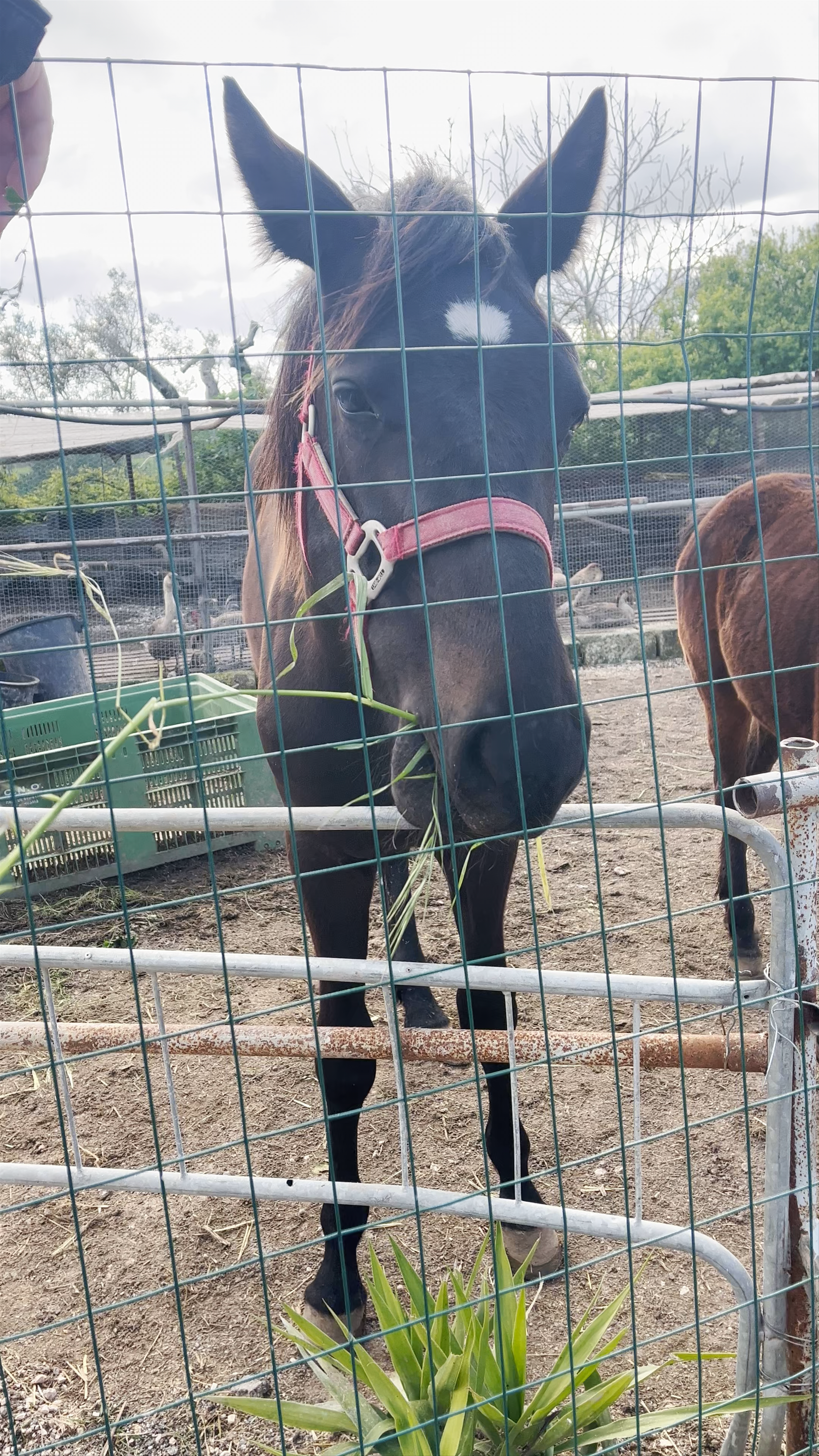 Ristorante Pizzeria B&B - Masseria ‘Nzeta