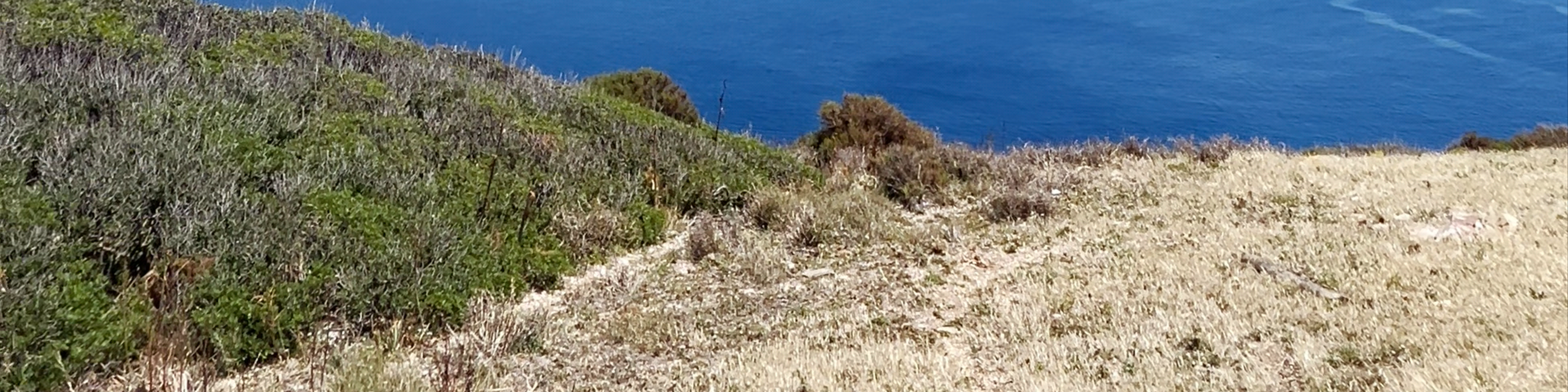 Carbonia