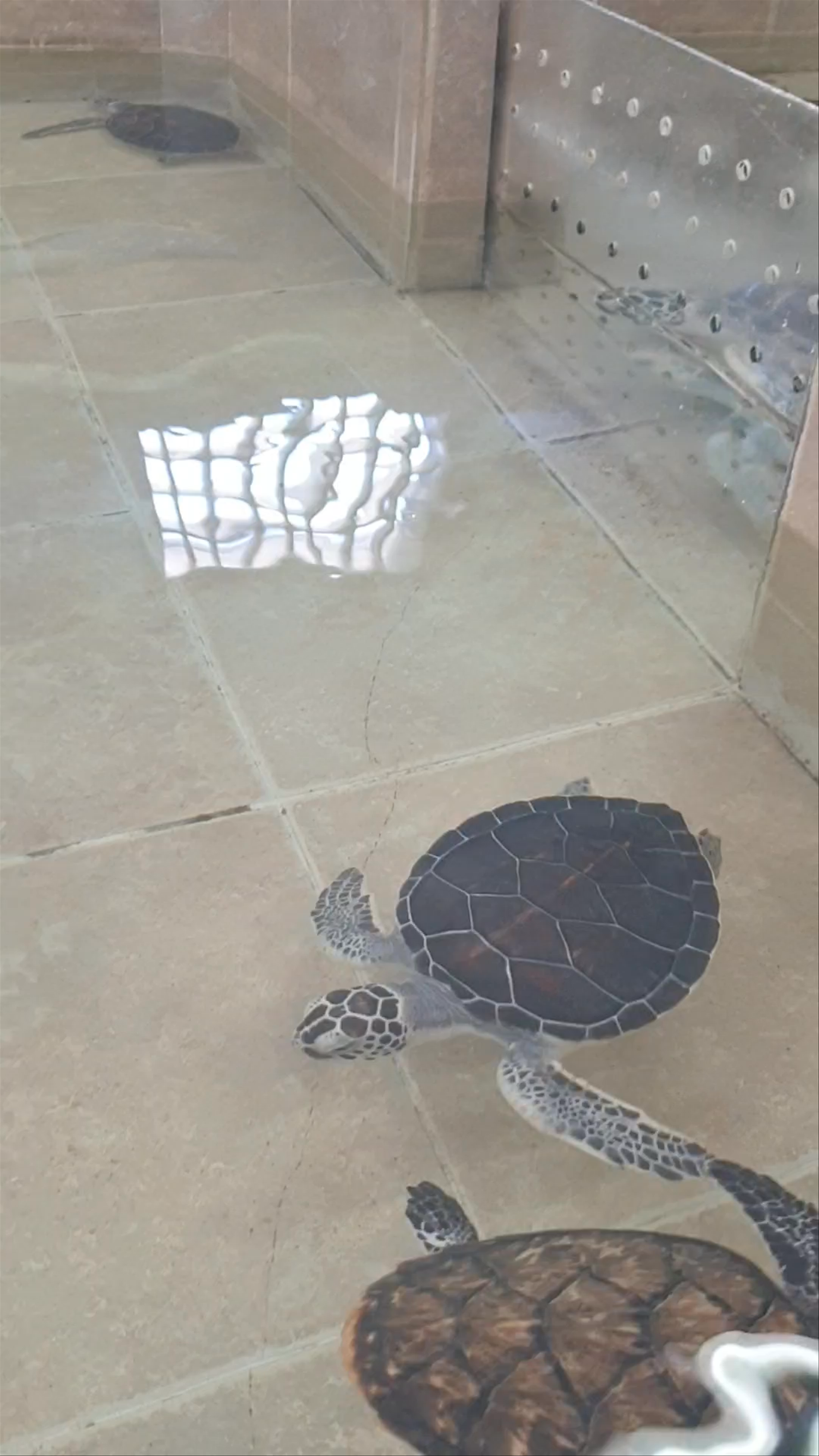 Tortugranja