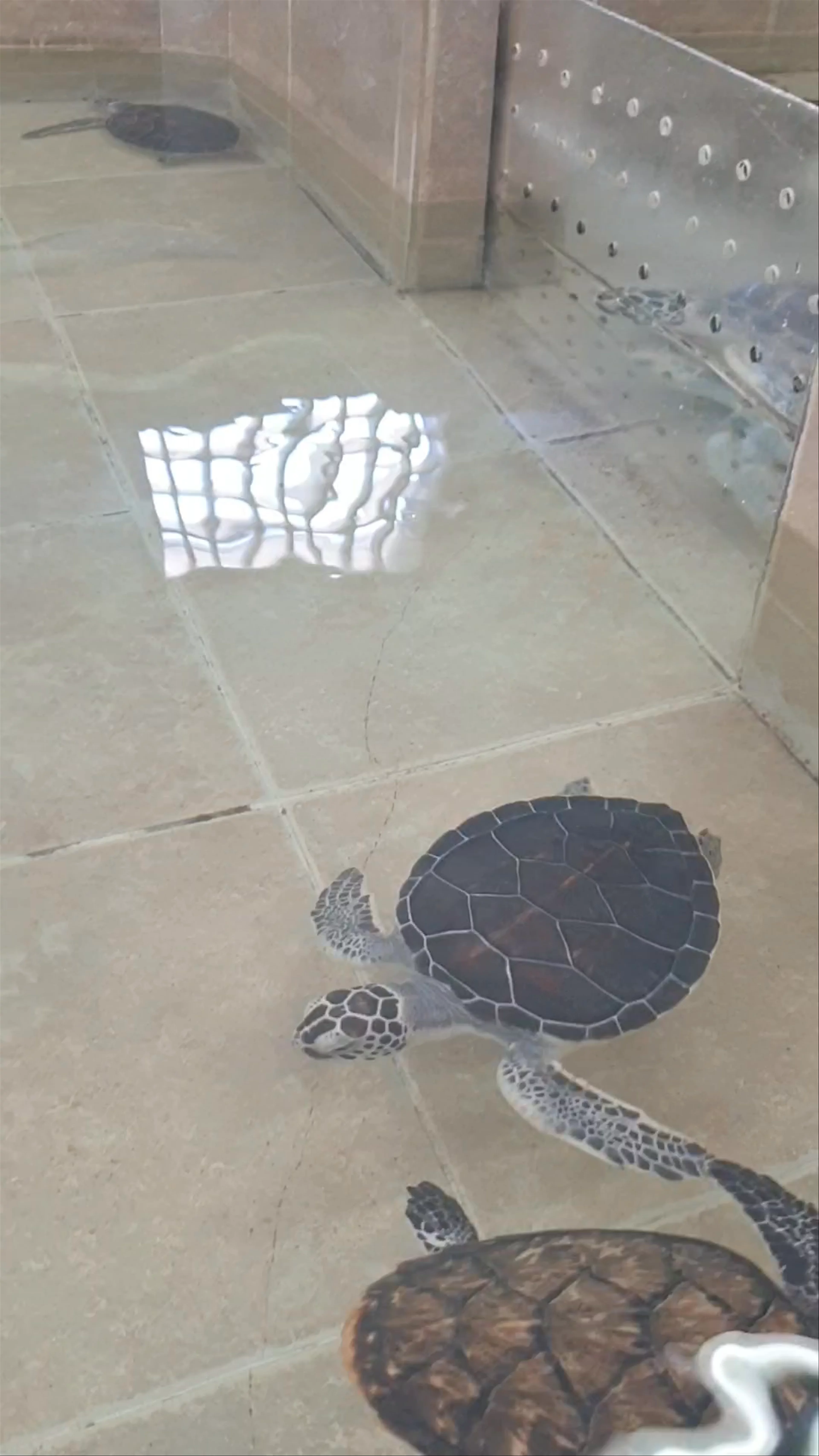 Tortugranja