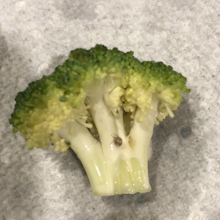 ALDI - Bough broccoli to make a salad and these little critters were clinging on for dear life. - Grocery Near Me - Brandywine, Maryland