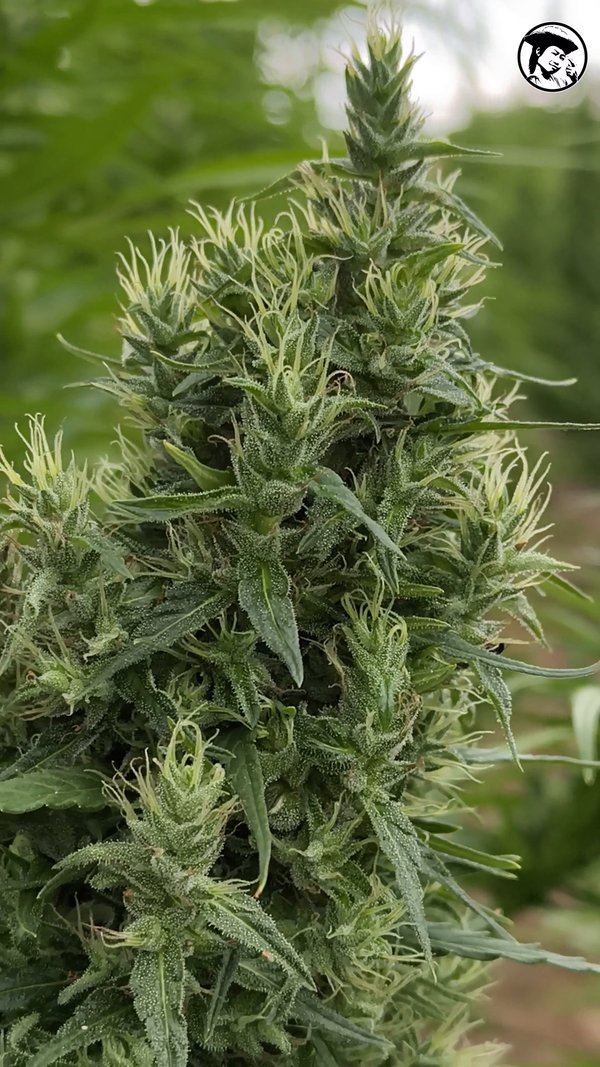 Green Crack