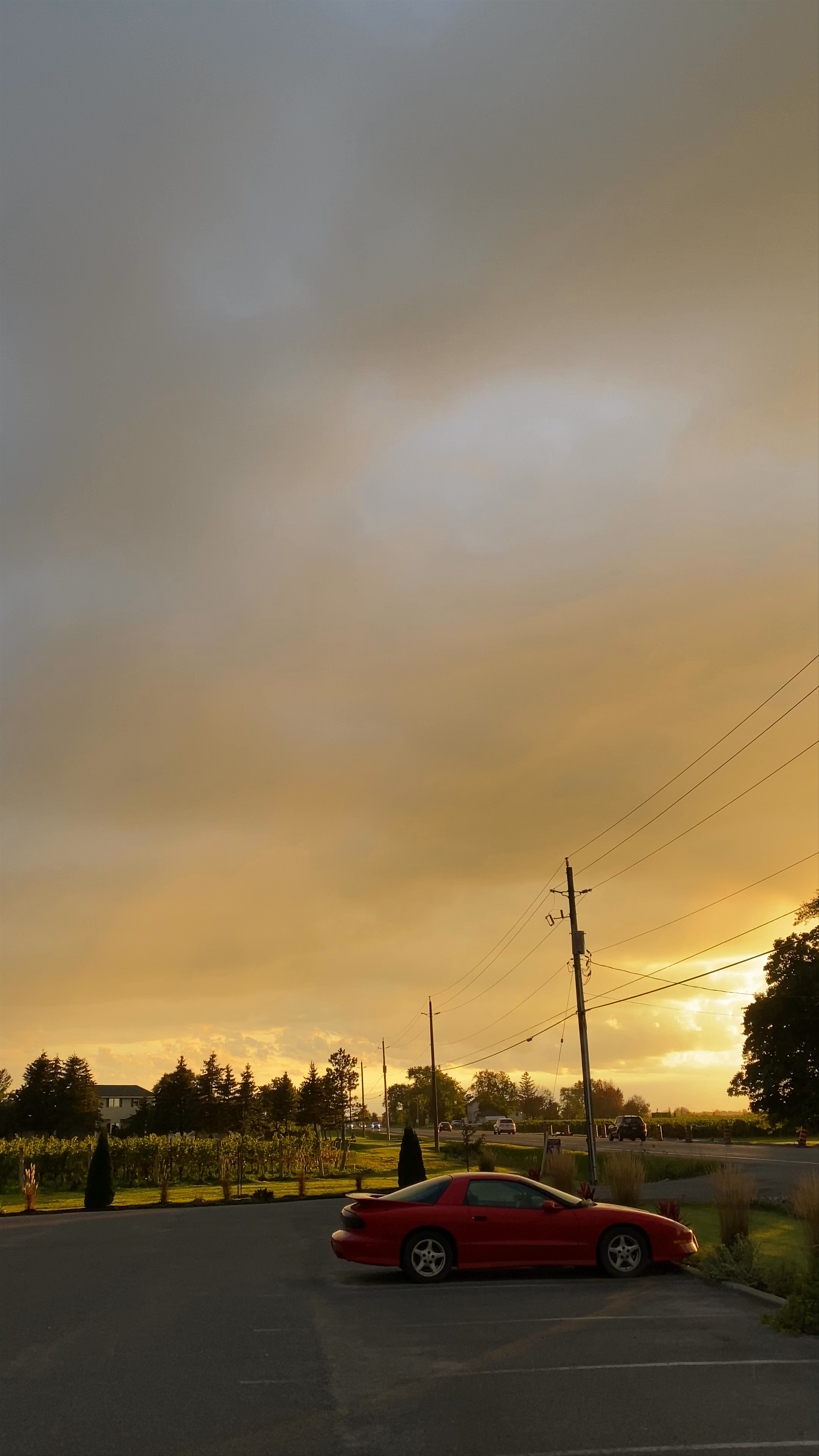 Golden Hour Serenity at De Simone Vineyards, Niagara-on-the-Lake