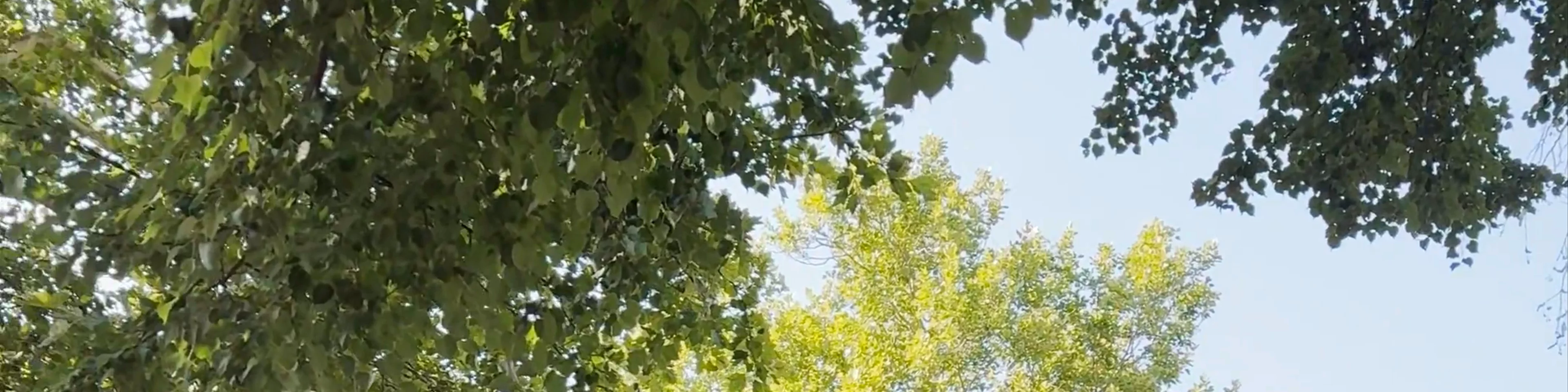 Southwest Corridor Park