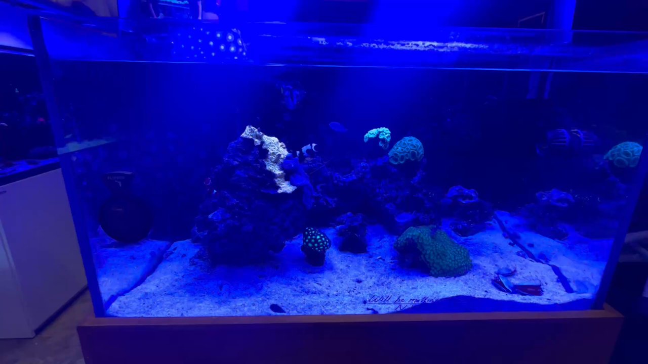AquaHaus - Inside - Aquarium Services Near Me - Springfield, Virginia