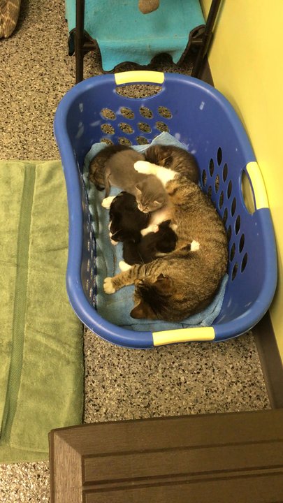 Circle Area Humane Society - New kittens with mommy - only 3 weeks old - Animal Shelters Near Me - Circleville, Ohio