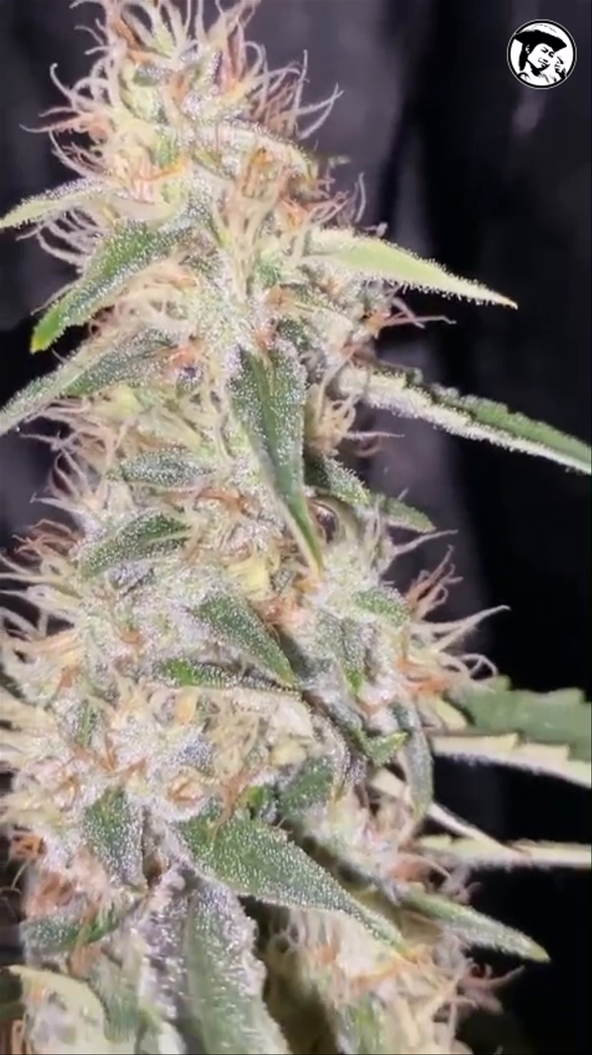 Skunk Haze