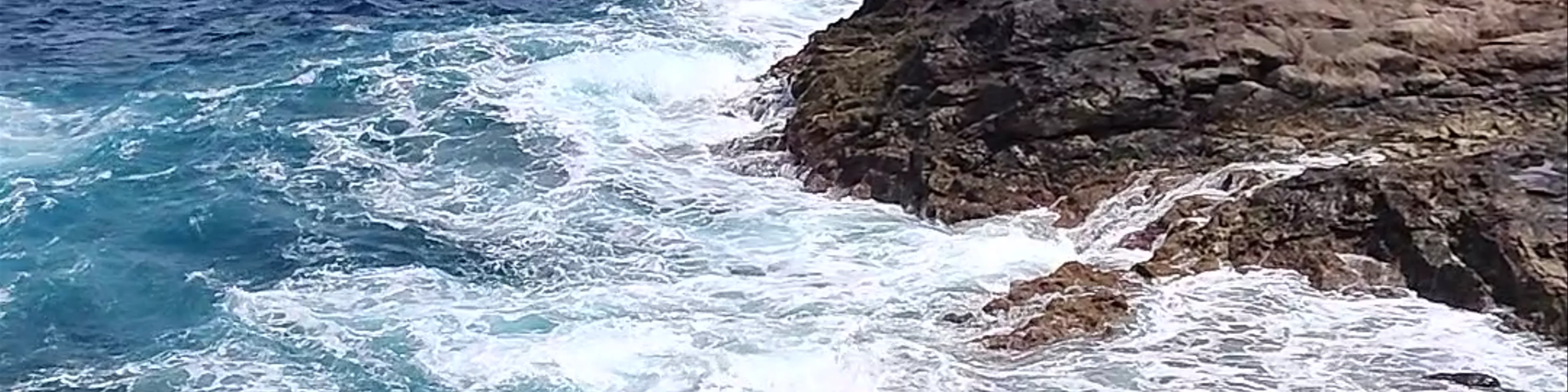 Barracuda Las Palmas