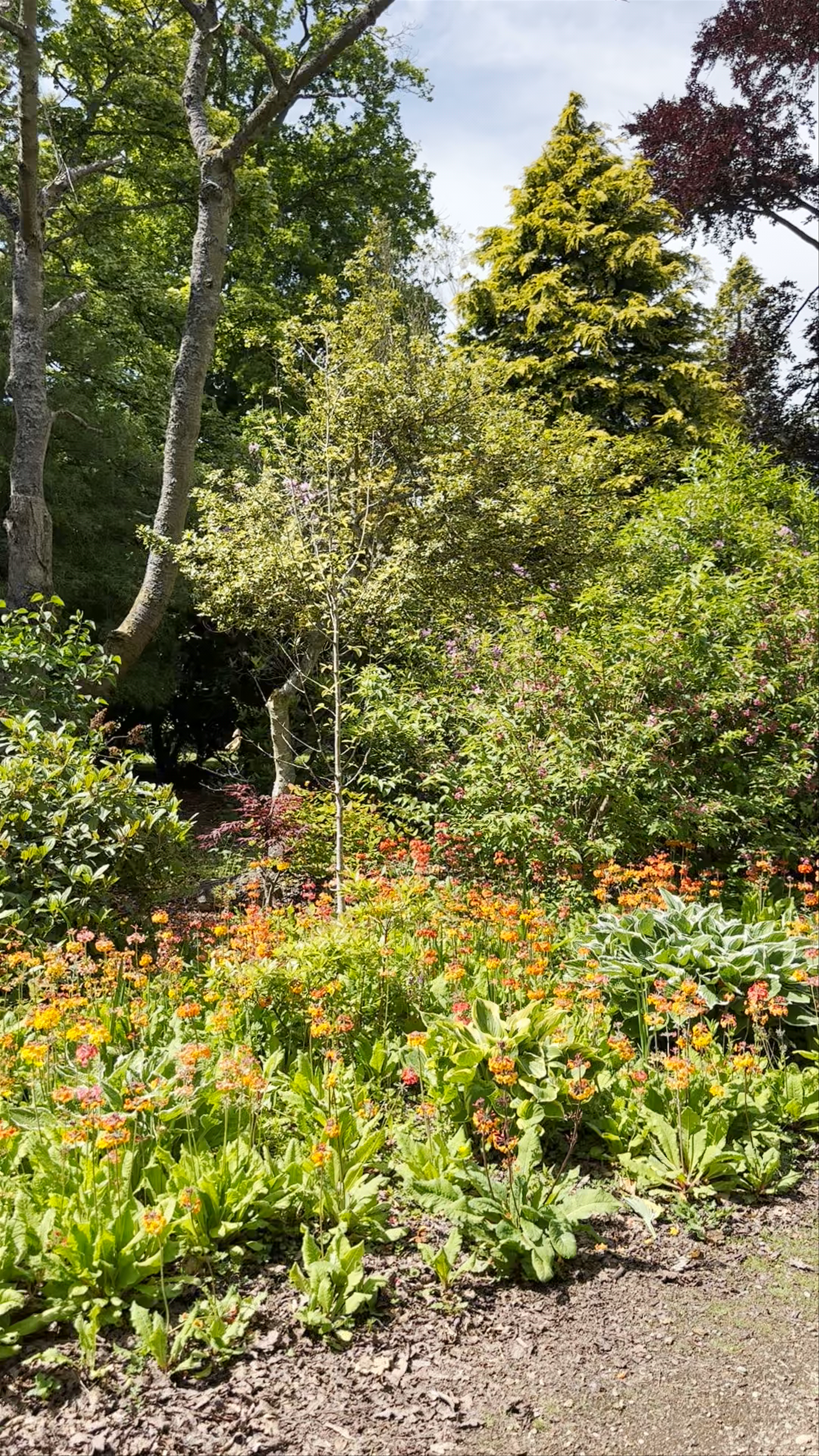 Wild Scottish Sauna: Nature’s Hidden Retreat in Kingsbarns, St Andrews