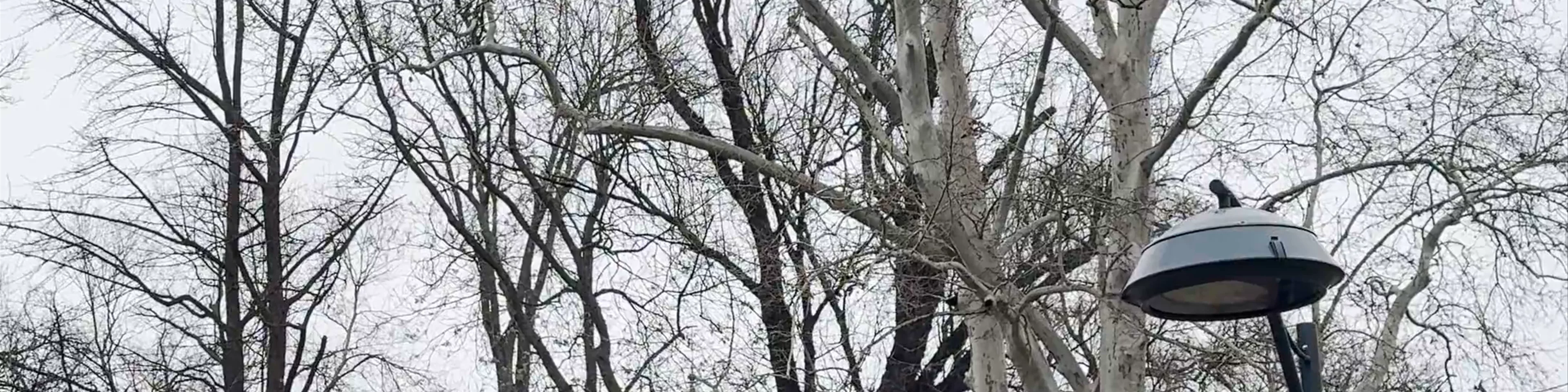 Tsarskata gradina