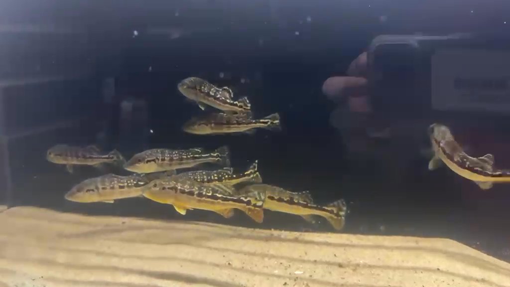 Royal Silk Peacock Bass 4-5inch