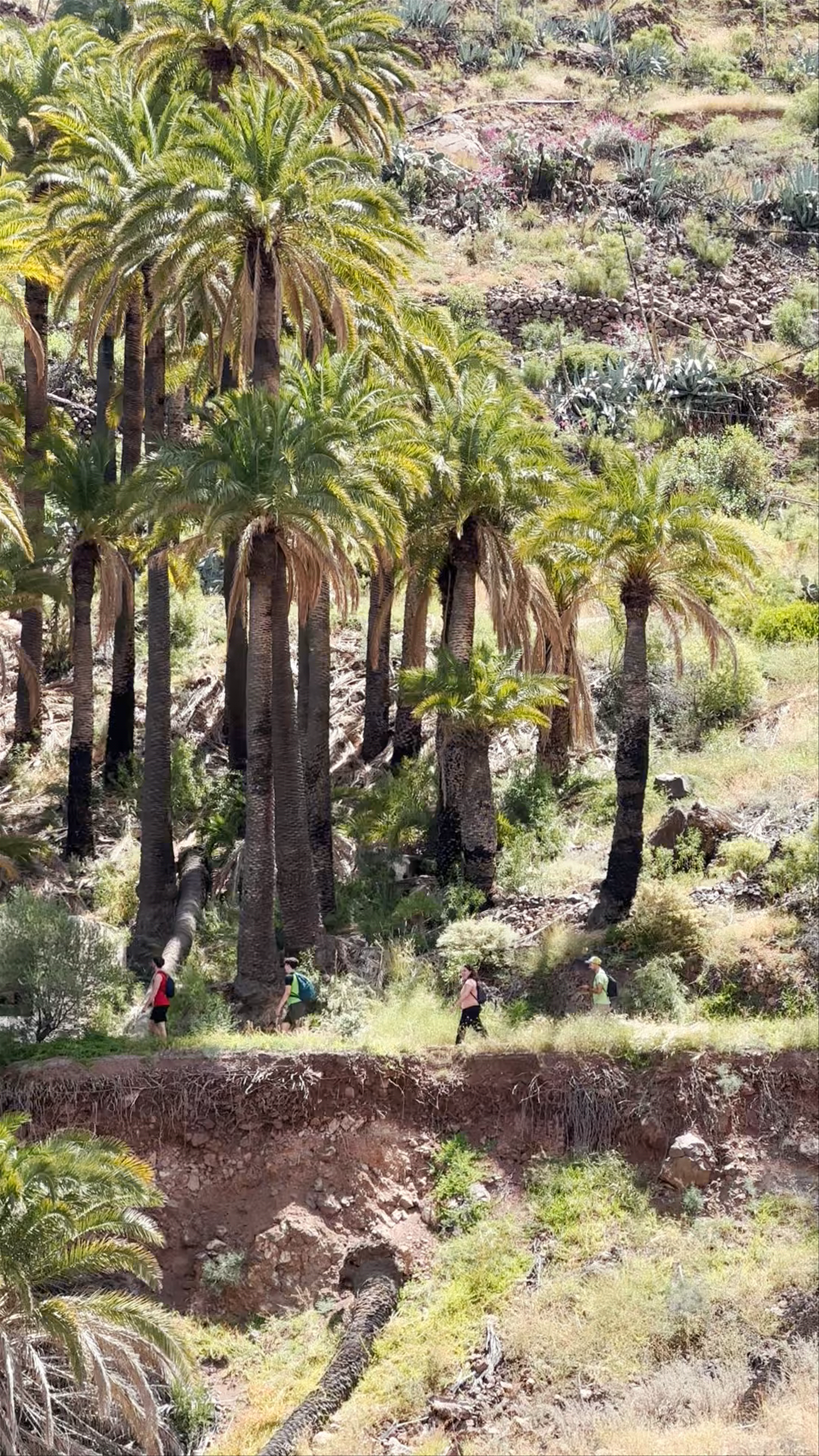 Aula En La Naturaleza Las Tirajanas