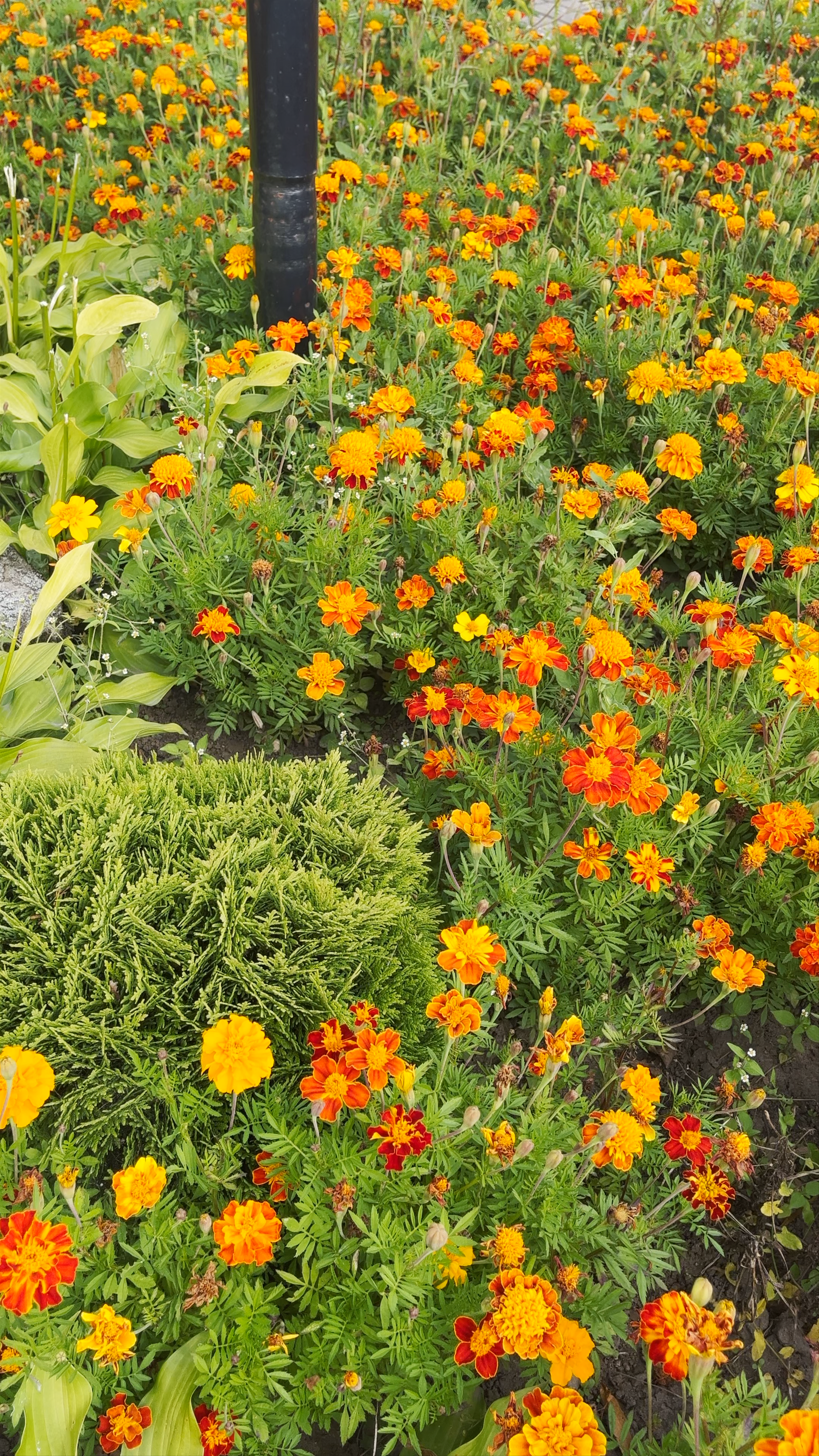  Monument to Franciszek Bogushevich